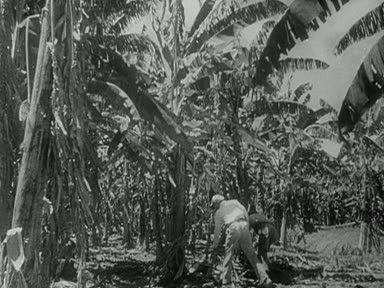 JAMAICAN HARVEST